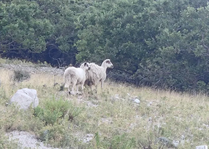 Pag Daire